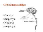 CNS nervų sistema 3 puslapis