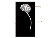 CNS nervų sistema 4 puslapis