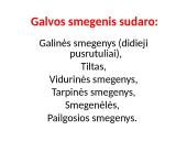 CNS nervų sistema 5 puslapis