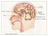 CNS nervų sistema 6 puslapis