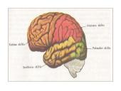 CNS nervų sistema 7 puslapis