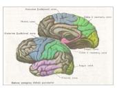 CNS nervų sistema 8 puslapis