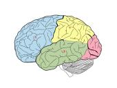 CNS nervų sistema 9 puslapis