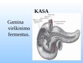 Kasa - gamina virškinimo fermentus.