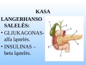 Kasa - gamina virškinimo fermentus. 2 puslapis
