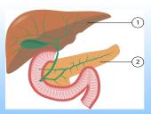 Kasa - gamina virškinimo fermentus. 6 puslapis