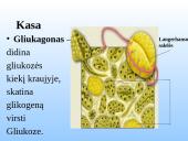 Kasa - gamina virškinimo fermentus. 7 puslapis