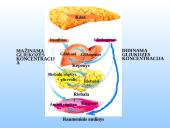Kasa - gamina virškinimo fermentus. 8 puslapis
