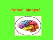 Nervai, sinapsė 