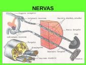 Nervai, sinapsė  2 puslapis