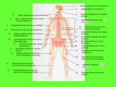 Nervai, sinapsė  4 puslapis