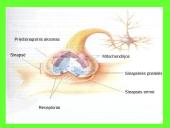 Nervai, sinapsė  5 puslapis