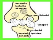 Nervai, sinapsė  6 puslapis