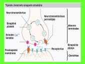Nervai, sinapsė  7 puslapis