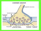 Nervai, sinapsė  8 puslapis