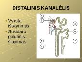 Šalinimo funkcijos ir organai 12 puslapis