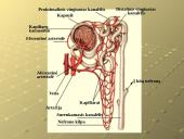 Šalinimo funkcijos ir organai 13 puslapis