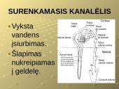 Šalinimo funkcijos ir organai 14 puslapis