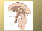 Šalinimo funkcijos ir organai 16 puslapis