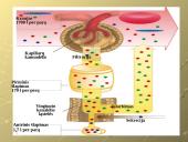 Šalinimo funkcijos ir organai 19 puslapis