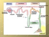 Šalinimo funkcijos ir organai 20 puslapis