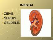 Šalinimo funkcijos ir organai 5 puslapis