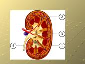 Šalinimo funkcijos ir organai 6 puslapis