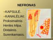 Šalinimo funkcijos ir organai 7 puslapis