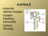 Šalinimo funkcijos ir organai 9 puslapis