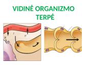 Vidinė organizmo terpė