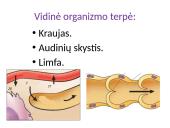 Vidinė organizmo terpė 2 puslapis