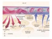 Vidinė organizmo terpė 3 puslapis