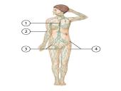 Vidinė organizmo terpė 5 puslapis