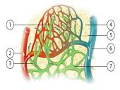 Vidinė organizmo terpė 7 puslapis