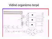 Vidinė organizmo terpė 8 puslapis