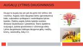 Lytinis ir nelytinis dauginimaisi 4 puslapis
