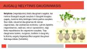 Lytinis ir nelytinis dauginimaisi 5 puslapis