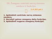 Nervinis organizmo valdymas 11 puslapis