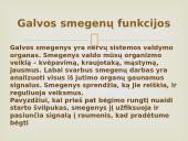 Nervinis organizmo valdymas 12 puslapis