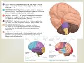 Nervinis organizmo valdymas 13 puslapis
