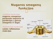 Nervinis organizmo valdymas 14 puslapis
