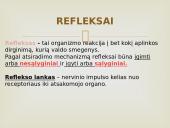 Nervinis organizmo valdymas 17 puslapis