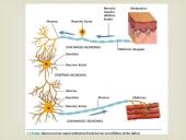 Nervinis organizmo valdymas 18 puslapis