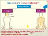 Nervinis organizmo valdymas 3 puslapis
