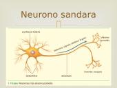 Nervinis organizmo valdymas 4 puslapis