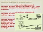 Nervinis organizmo valdymas 5 puslapis