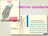 Nervinis organizmo valdymas 6 puslapis