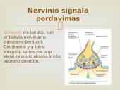 Nervinis organizmo valdymas 8 puslapis