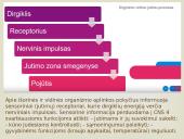 Nervinis organizmo valdymas 9 puslapis