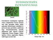 Fotosintezė, kvėpavimas 11 puslapis